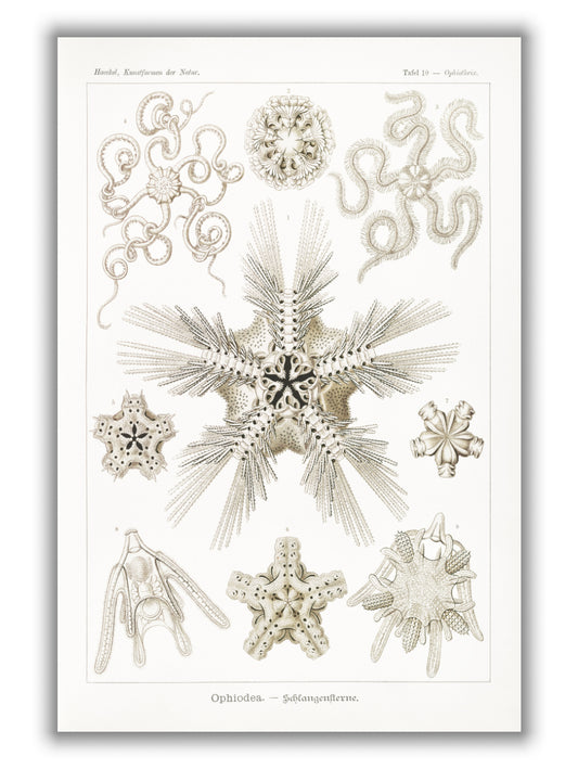 Ophiodea–Schlangensterne II by Ernst Haeckel