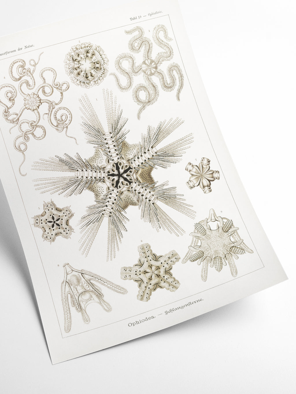Ophiodea–Schlangensterne II by Ernst Haeckel
