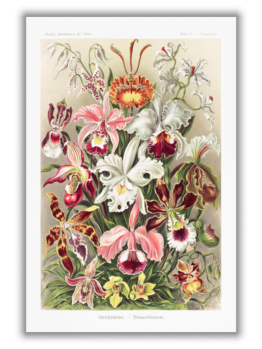 Orchideae–Denusblumen by Ernst Haeckel