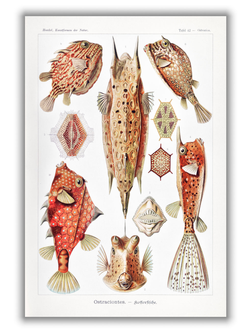Ostraciontes–Kofferfilche by Ernst Haeckel