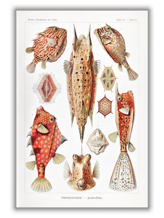 Ostraciontes–Kofferfilche by Ernst Haeckel