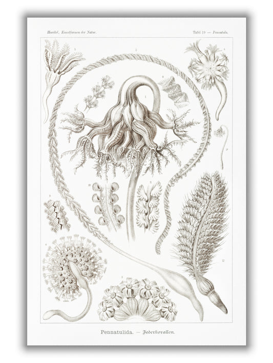 Pennatulida–Federkorallen by Ernst Haeckel