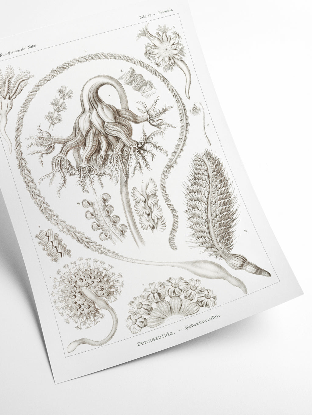 Pennatulida–Federkorallen by Ernst Haeckel