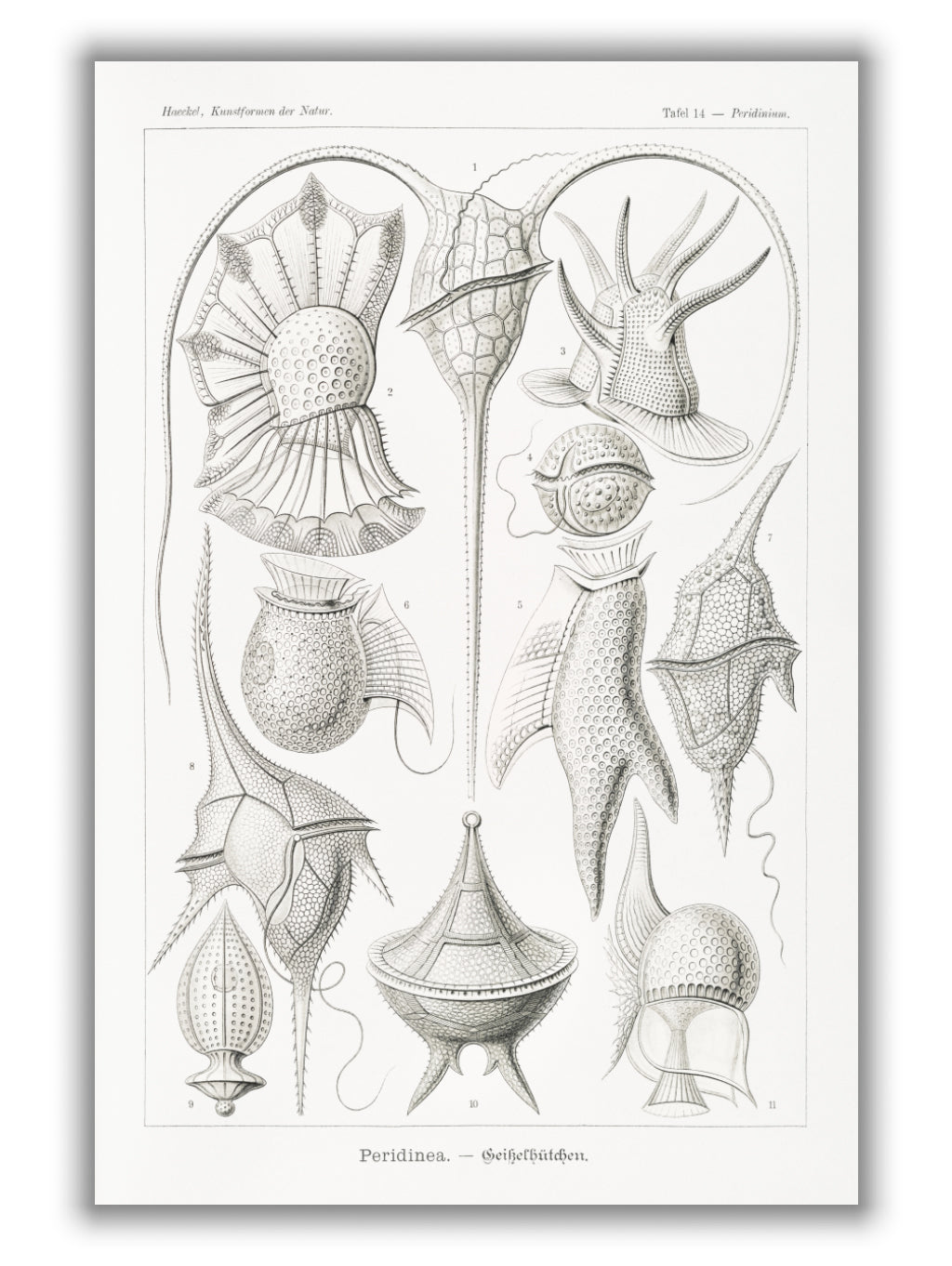 Peridinea–Geikelhütchen by Ernst Haeckel