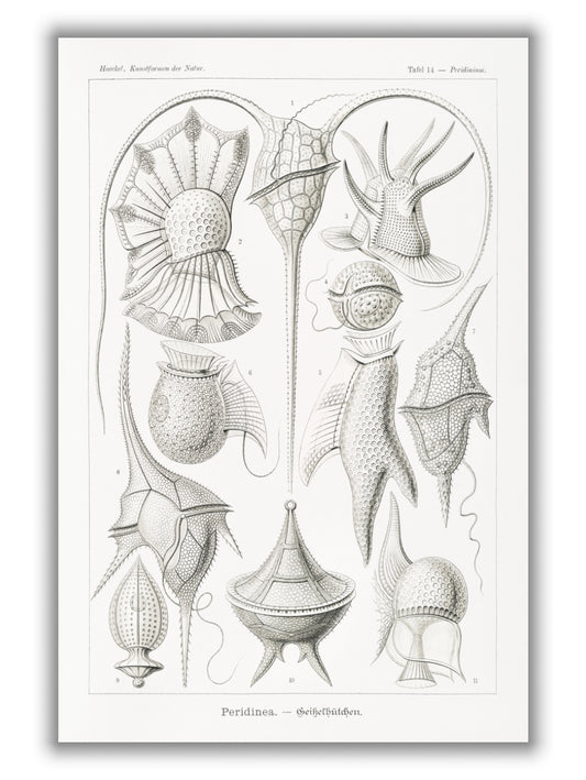 Peridinea–Geikelhütchen by Ernst Haeckel