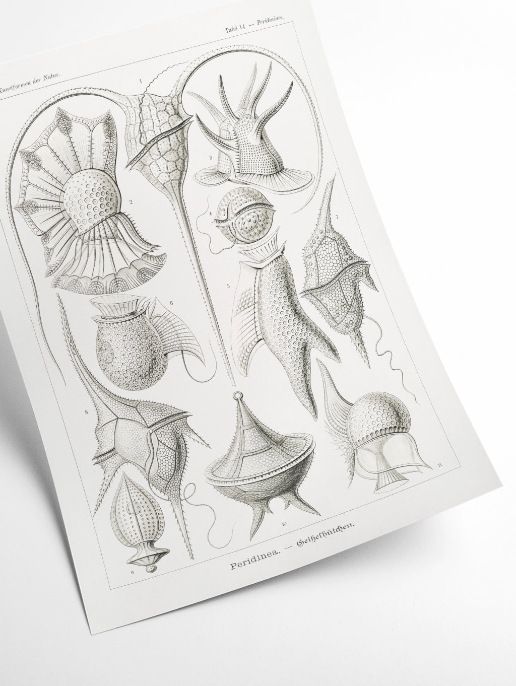 Peridinea–Geikelhütchen by Ernst Haeckel
