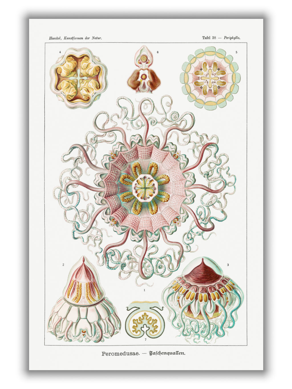 Permedusae-Talchenquallen by Ernst Haeckel
