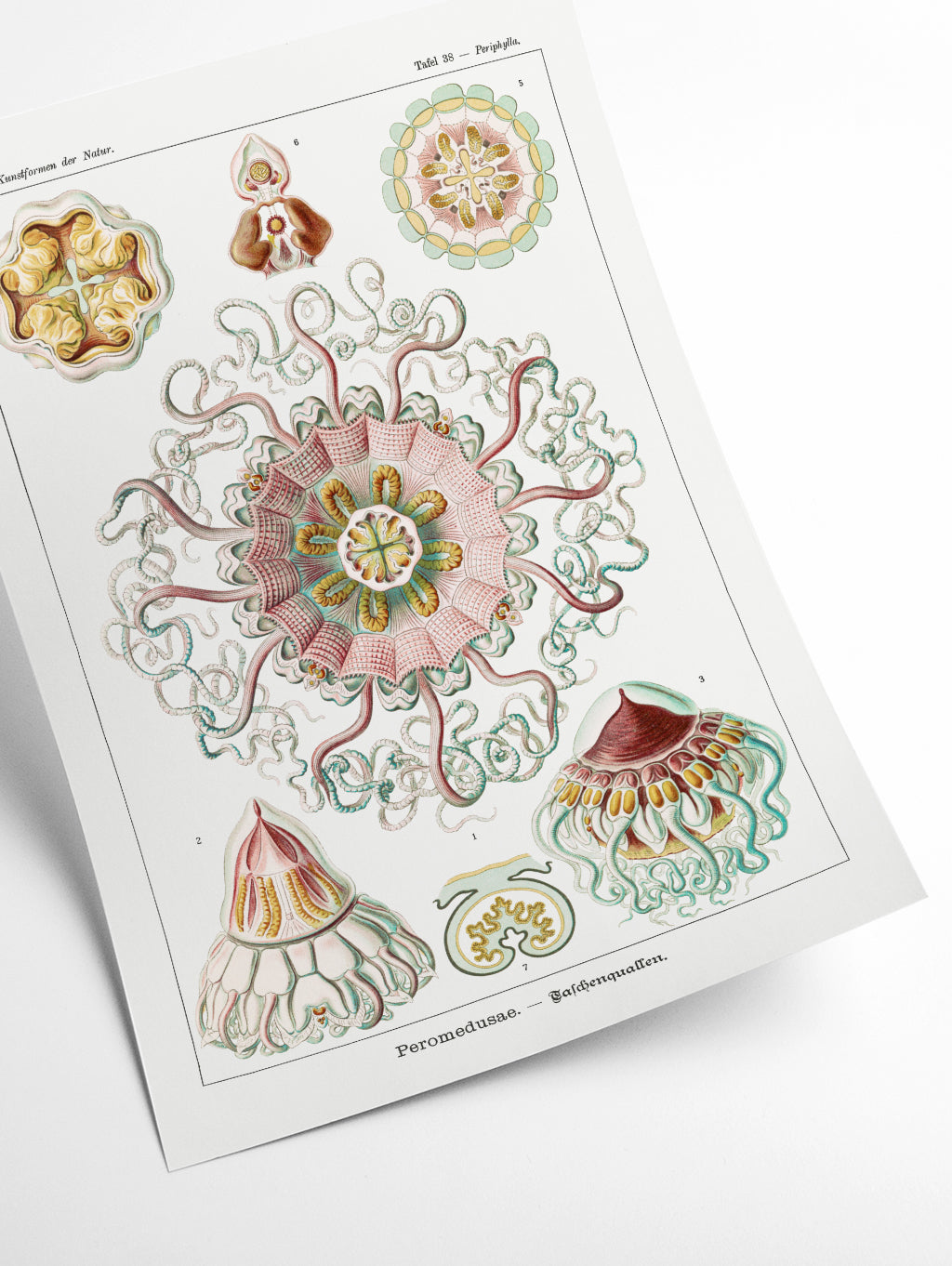 Permedusae-Talchenquallen by Ernst Haeckel
