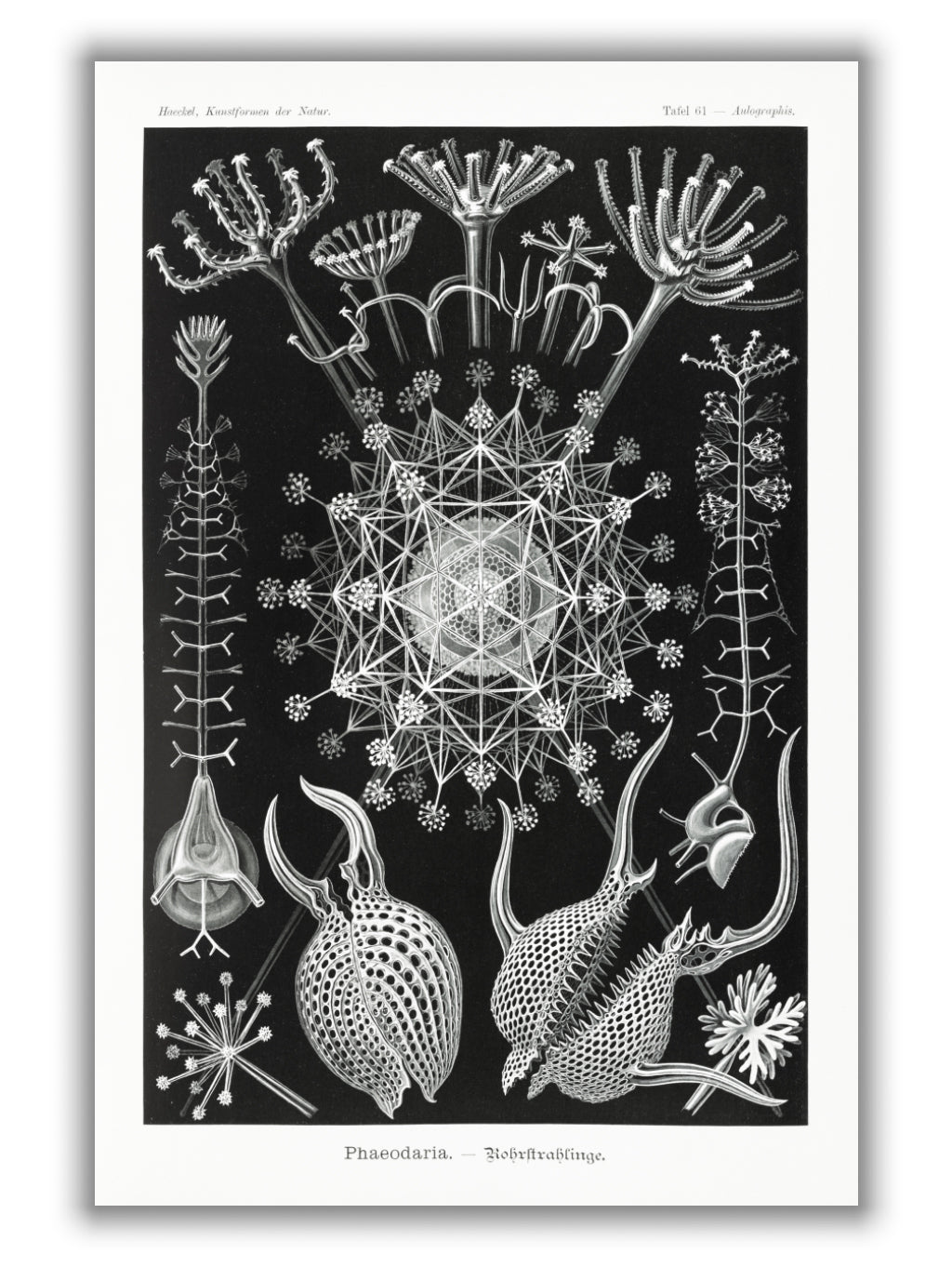 Phaeodaria–Rohrstrahlinge I by Ernst Haeckel
