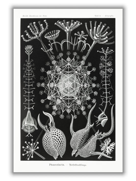 Phaeodaria–Rohrstrahlinge I by Ernst Haeckel