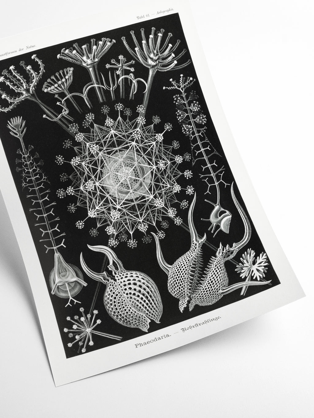Phaeodaria–Rohrstrahlinge I by Ernst Haeckel