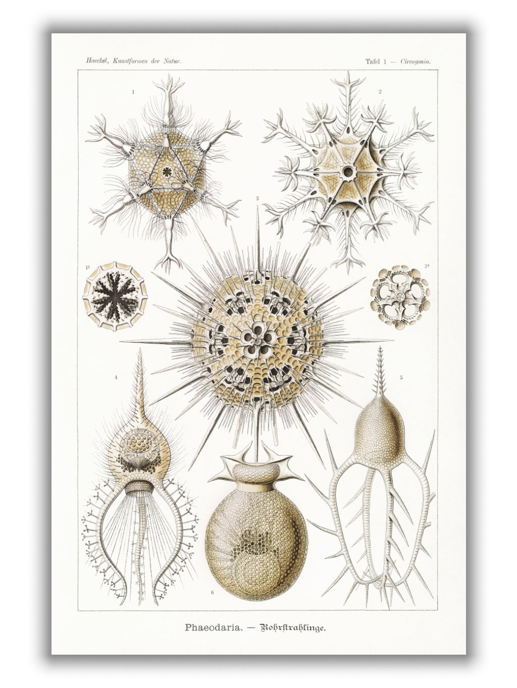 Phaeodaria–Rohrstrahlinge II by Ernst Haeckel