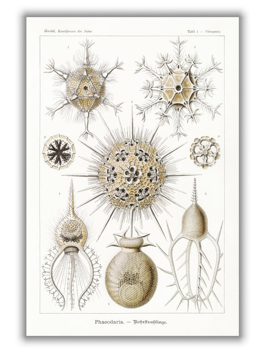 Phaeodaria–Rohrstrahlinge II by Ernst Haeckel