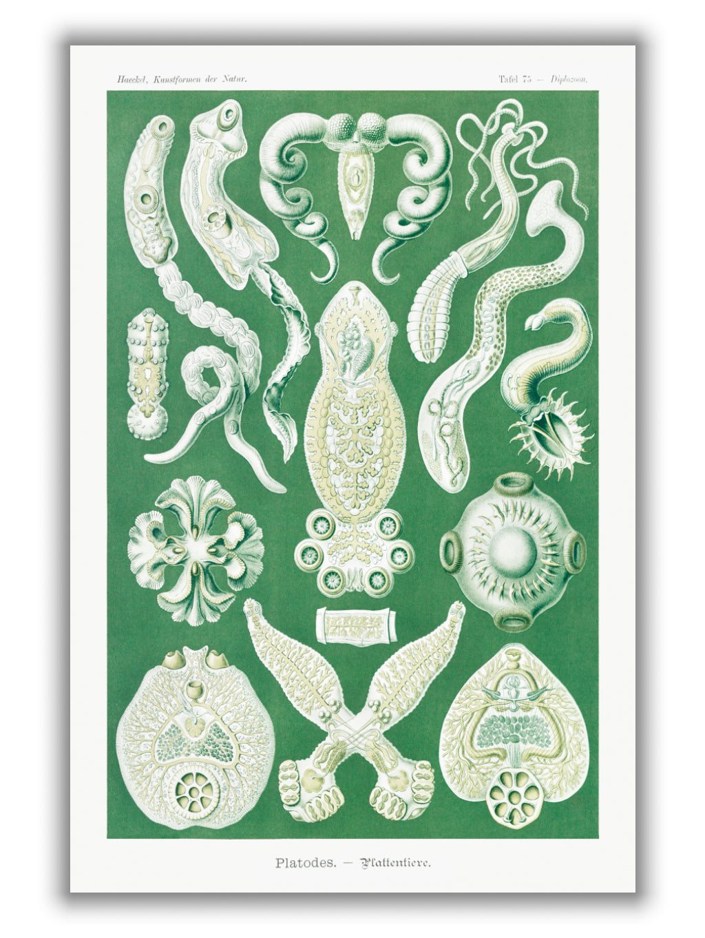 Platodes–Plattentiere by Ernst Haeckel