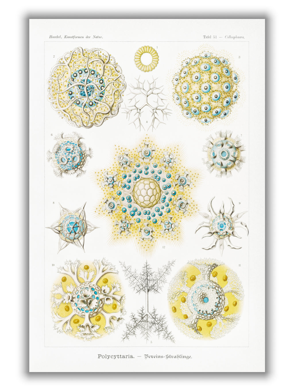 Polycyttaria–Vereins-Strahlinge by Ernst Haeckel