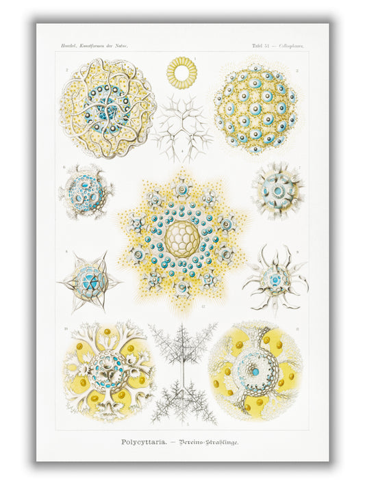 Polycyttaria–Vereins-Strahlinge by Ernst Haeckel