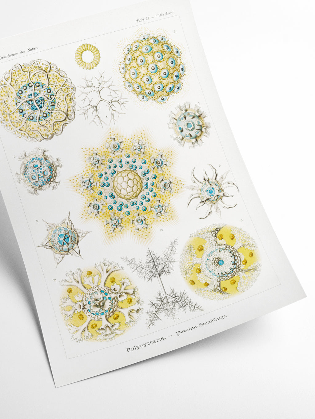 Polycyttaria–Vereins-Strahlinge by Ernst Haeckel