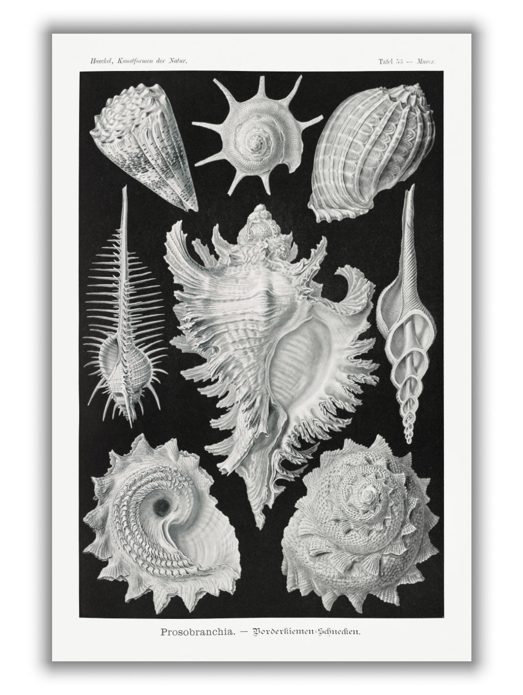 Prosobranchia–Dorderkiemen Schnecken by Ernst Haeckel