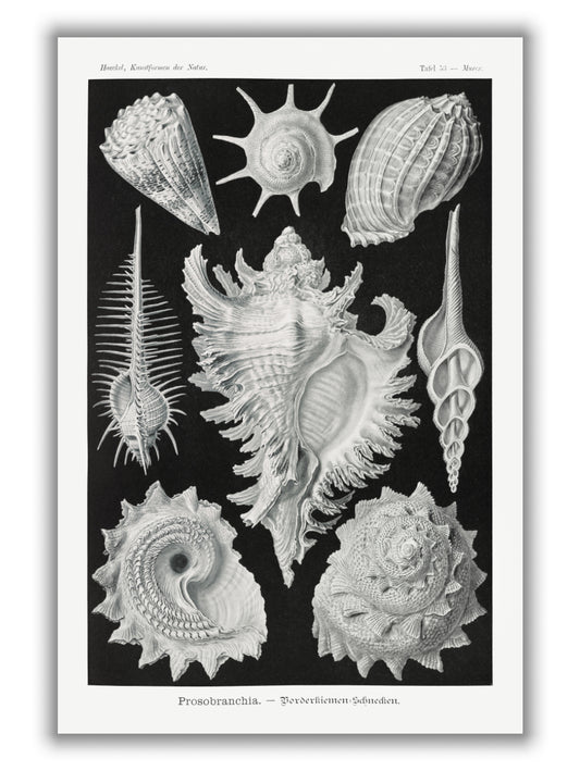 Prosobranchia–Dorderkiemen Schnecken by Ernst Haeckel