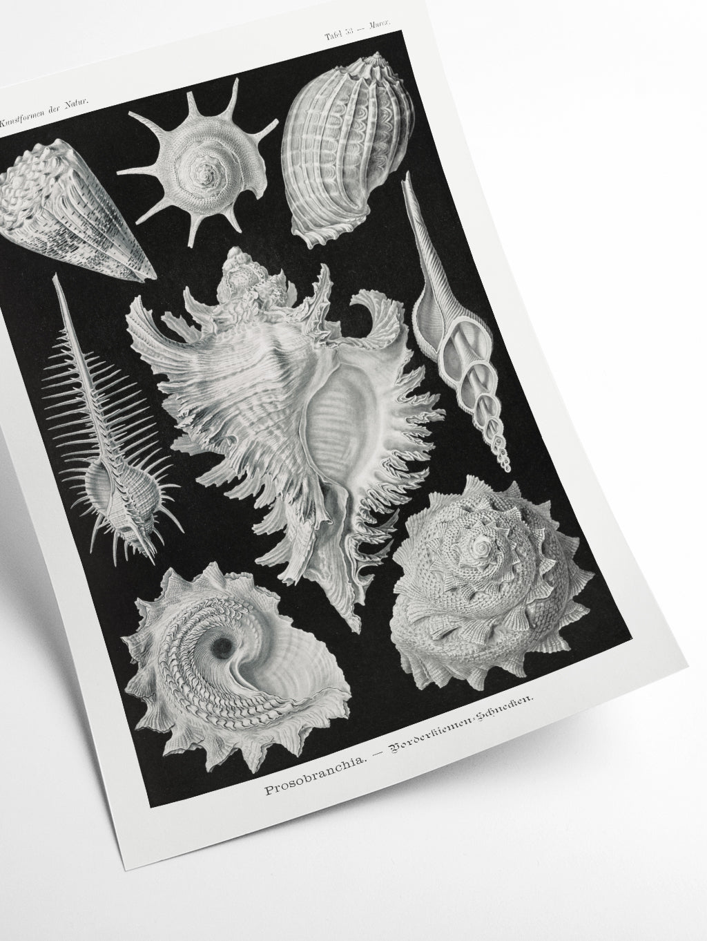 Prosobranchia–Dorderkiemen Schnecken by Ernst Haeckel