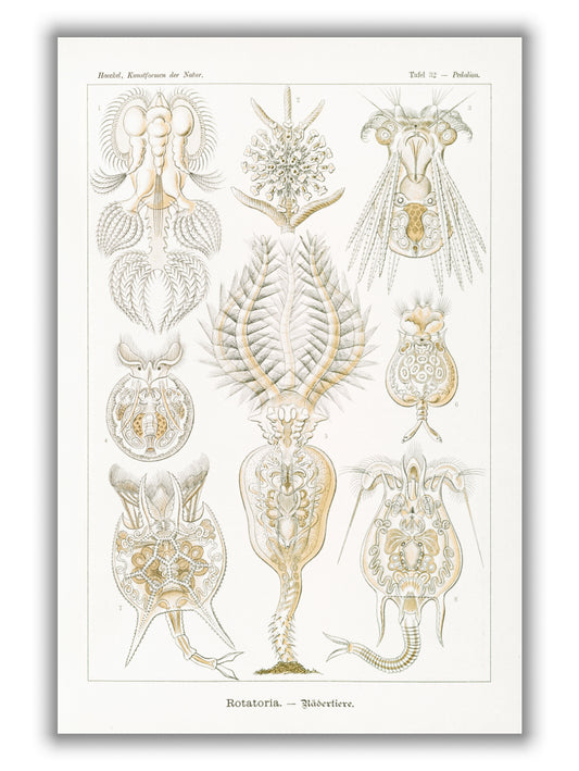 Rotatoria–Rädertiere by Ernst Haeckel
