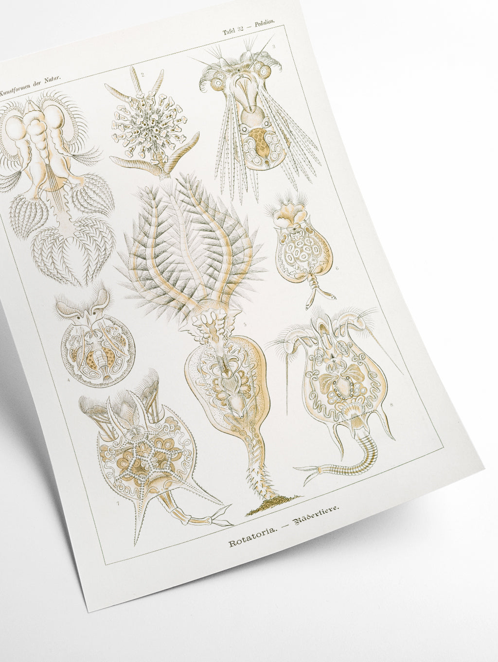 Rotatoria–Rädertiere by Ernst Haeckel