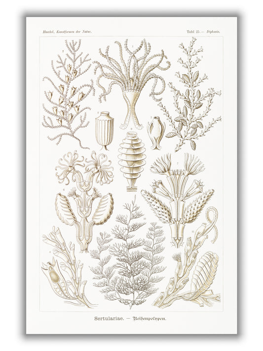 Sertulariae–Reihenpolnpen by Ernst Haeckel