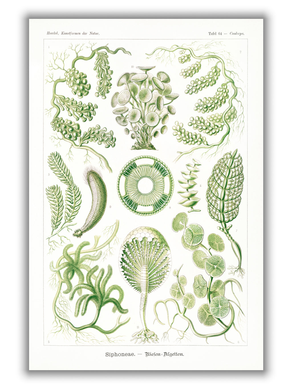 Siphoneae–Riesen Algetten by Ernst Haeckel