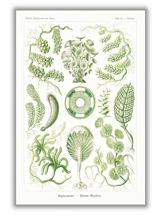 Siphoneae–Riesen Algetten by Ernst Haeckel
