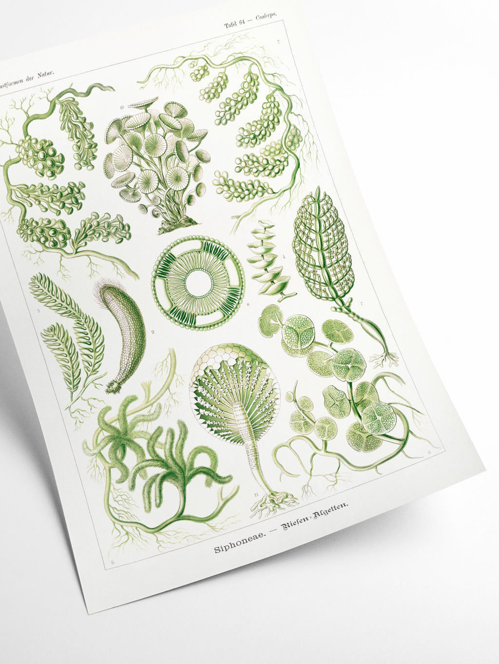 Siphoneae–Riesen Algetten by Ernst Haeckel