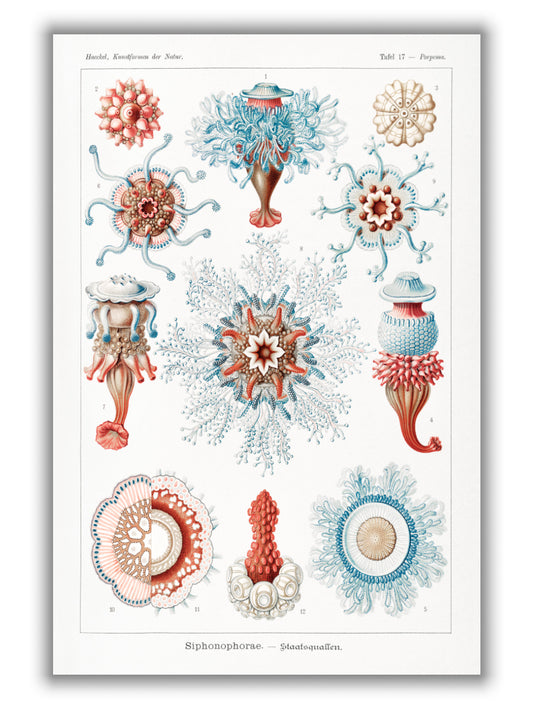 Siphonophorae–Staatsquallen I by Ernst Haeckel