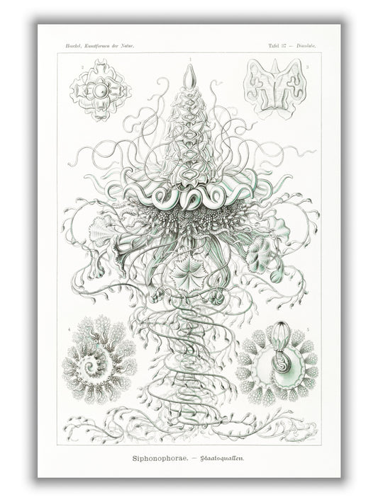 Siphonophorae–Staatsquallen II by Ernst Haeckel