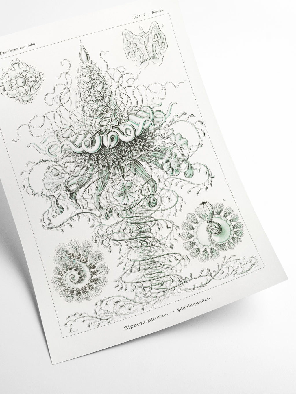 Siphonophorae–Staatsquallen II by Ernst Haeckel