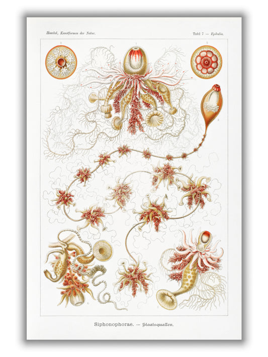 Siphonophorae–Staatsquallen III by Ernst Haeckel