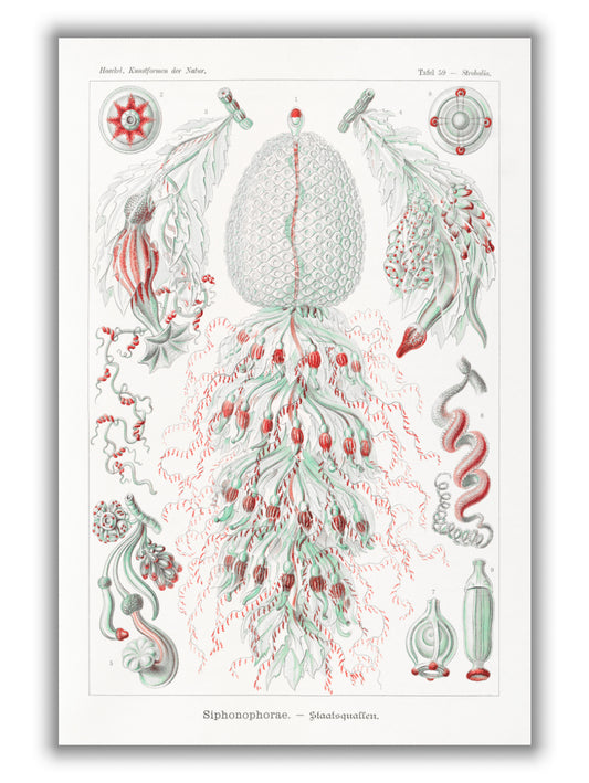Siphonophorae–Staatsquallen IIII by Ernst Haeckel