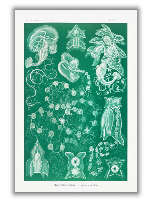 Siphonophorae–Staatsquallen IIIII by Ernst Haeckel
