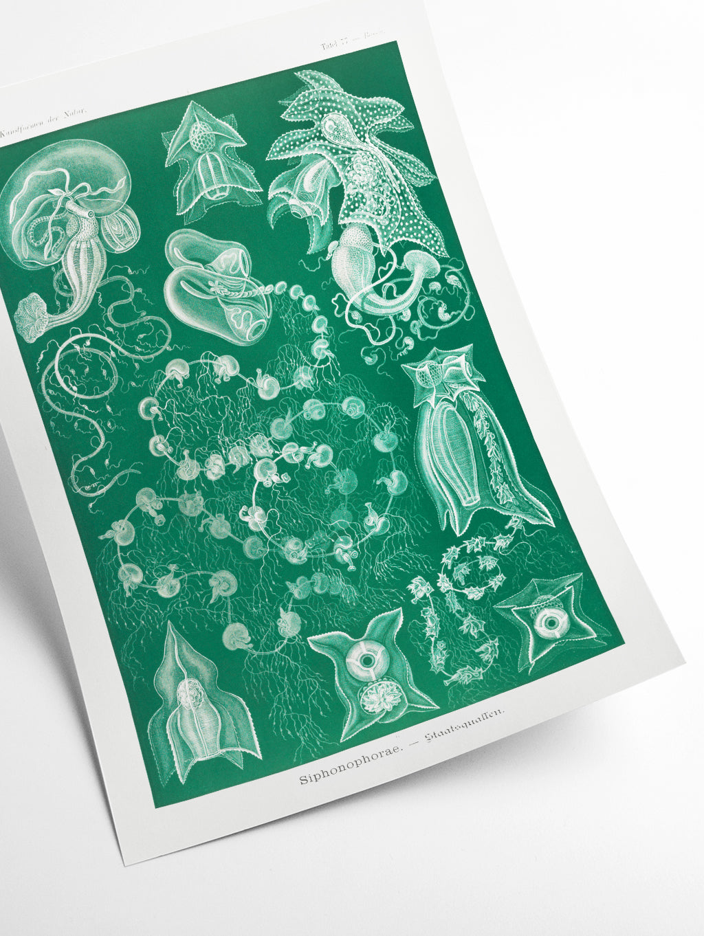 Siphonophorae–Staatsquallen IIIII by Ernst Haeckel