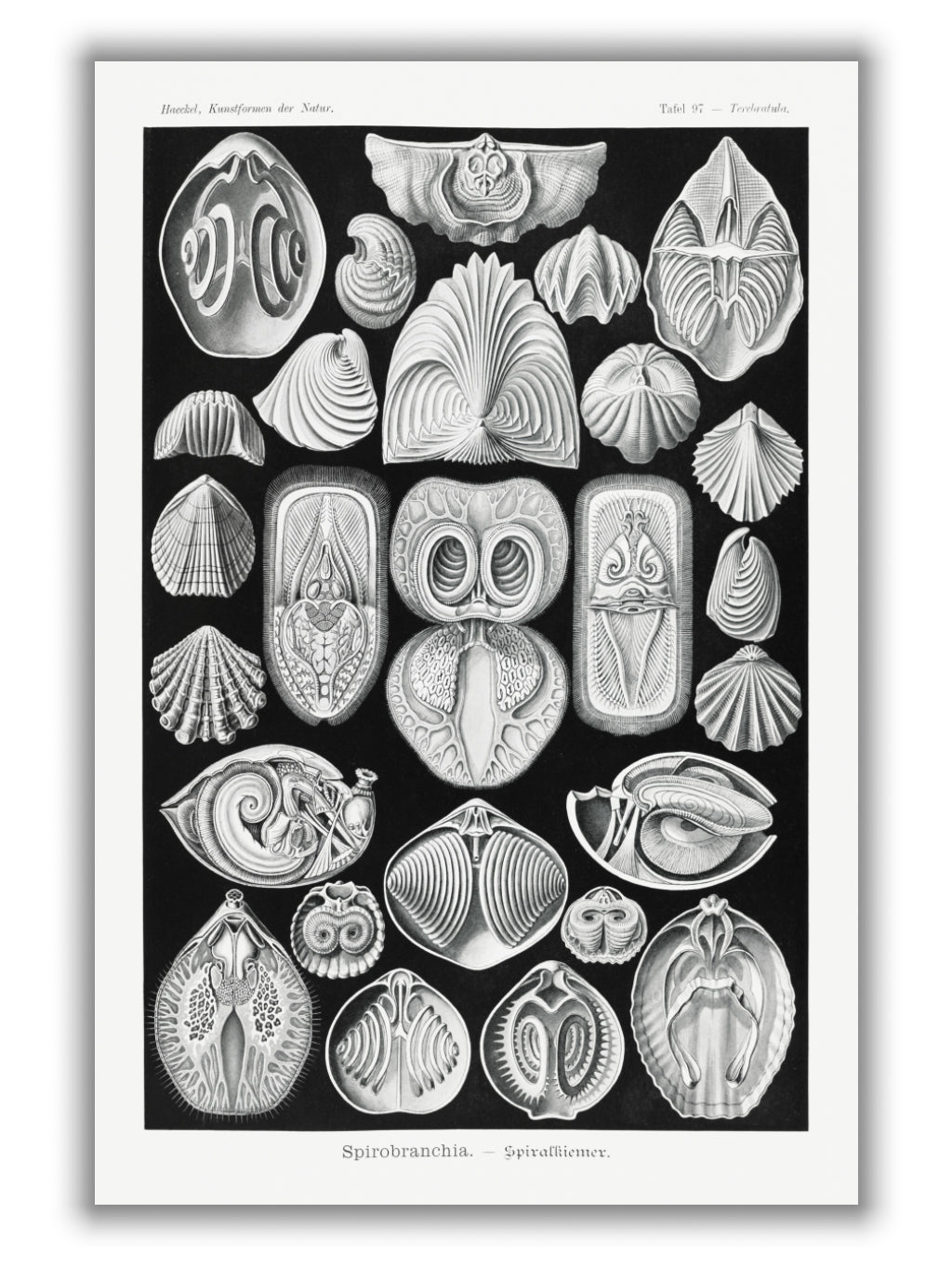 Spirobranchia–Spiralkiemer by Ernst Haeckel