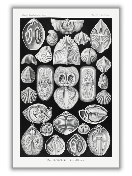 Spirobranchia–Spiralkiemer by Ernst Haeckel
