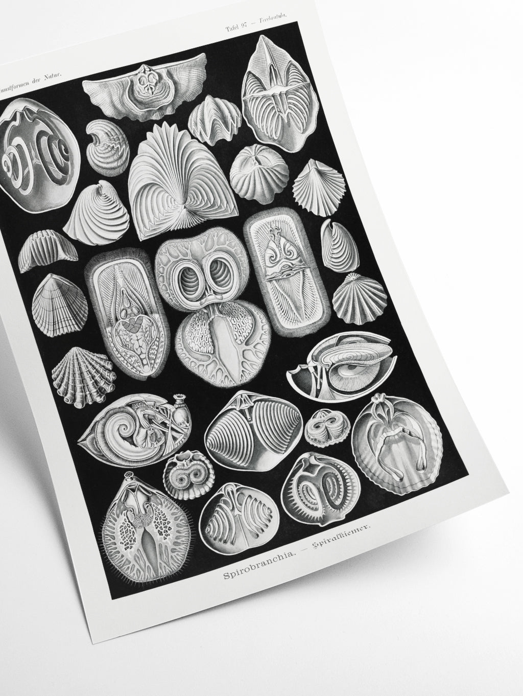 Spirobranchia–Spiralkiemer by Ernst Haeckel