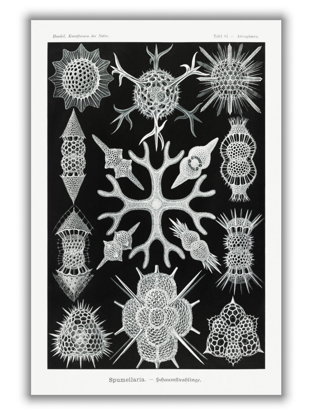 Spumellaria–Schaumstrahlinge by Ernst Haeckel