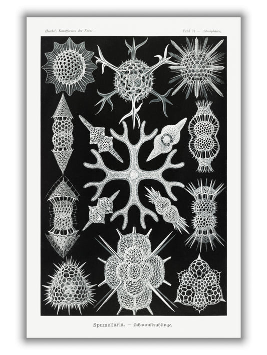 Spumellaria–Schaumstrahlinge by Ernst Haeckel