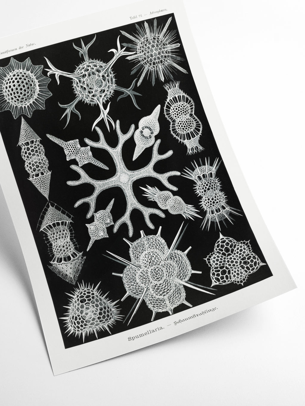 Spumellaria–Schaumstrahlinge by Ernst Haeckel