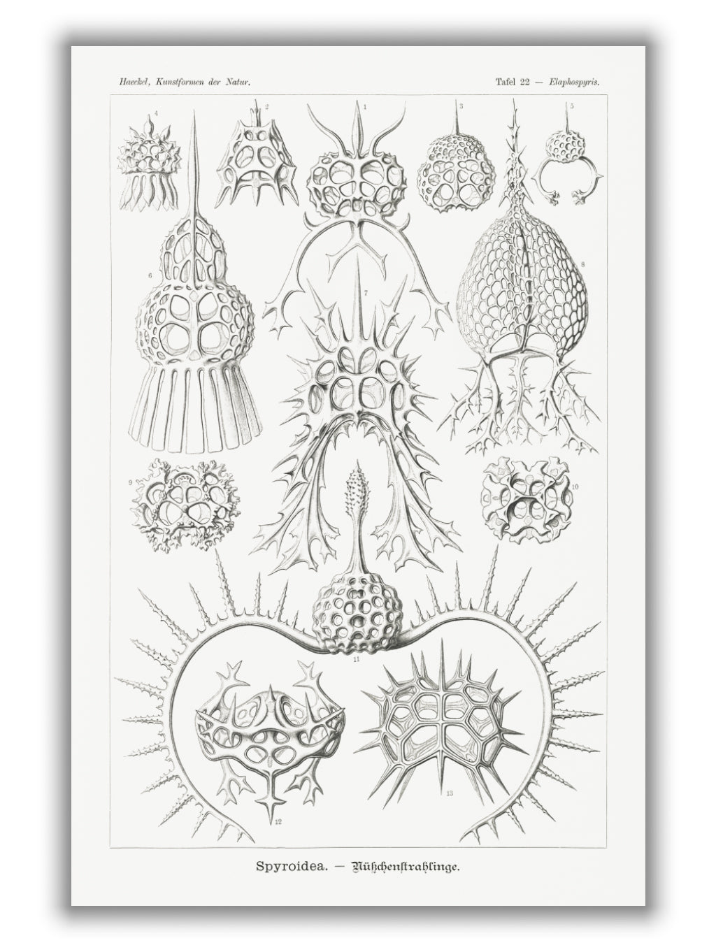 Spyroidea–Nükchenstrahlinge by Ernst Haeckel