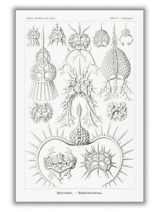 Spyroidea–Nükchenstrahlinge by Ernst Haeckel