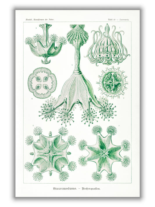 Stauromedusae–Becherquallen by Ernst Haeckel