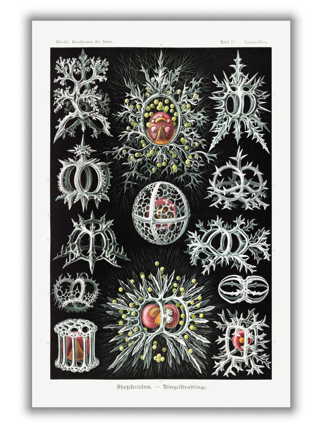 Stephoidea–Ringelstrahlinge by Ernst Haeckel