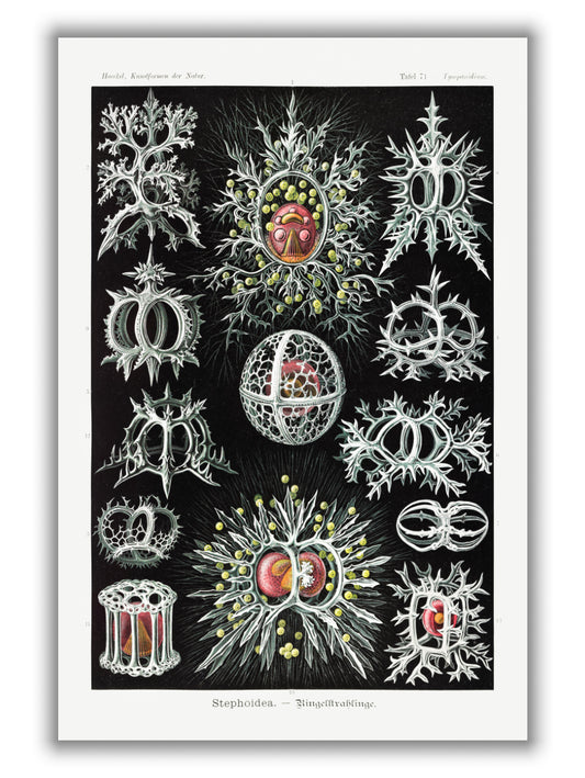 Stephoidea–Ringelstrahlinge by Ernst Haeckel