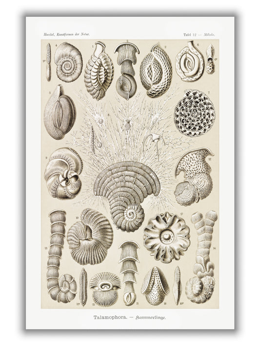 Talamophora–Kammerlinge by Ernst Haeckel