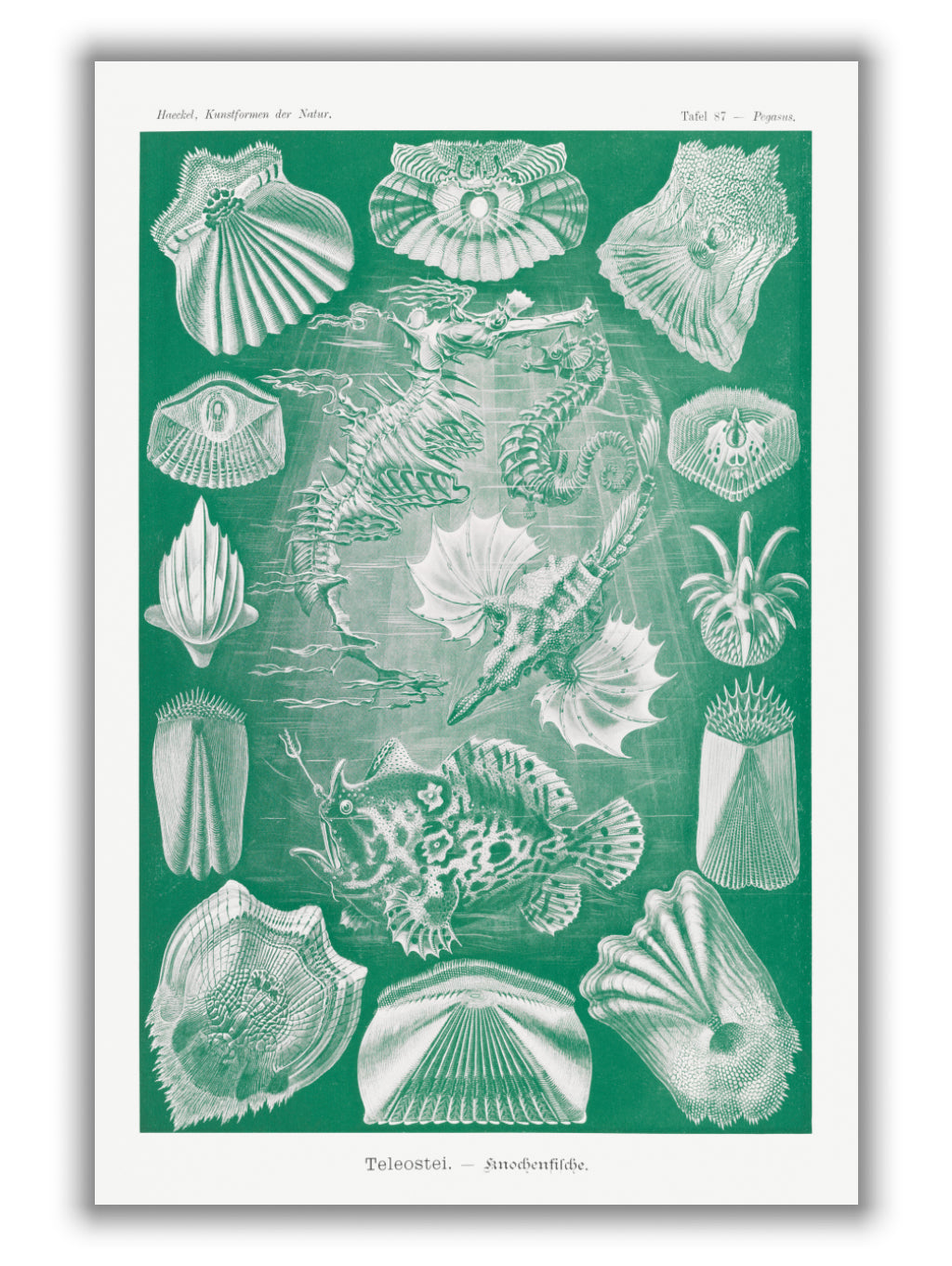 Teleostei–Knochenfische by Ernst Haeckel